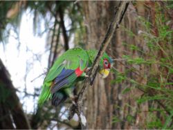 White-fronted Parrot